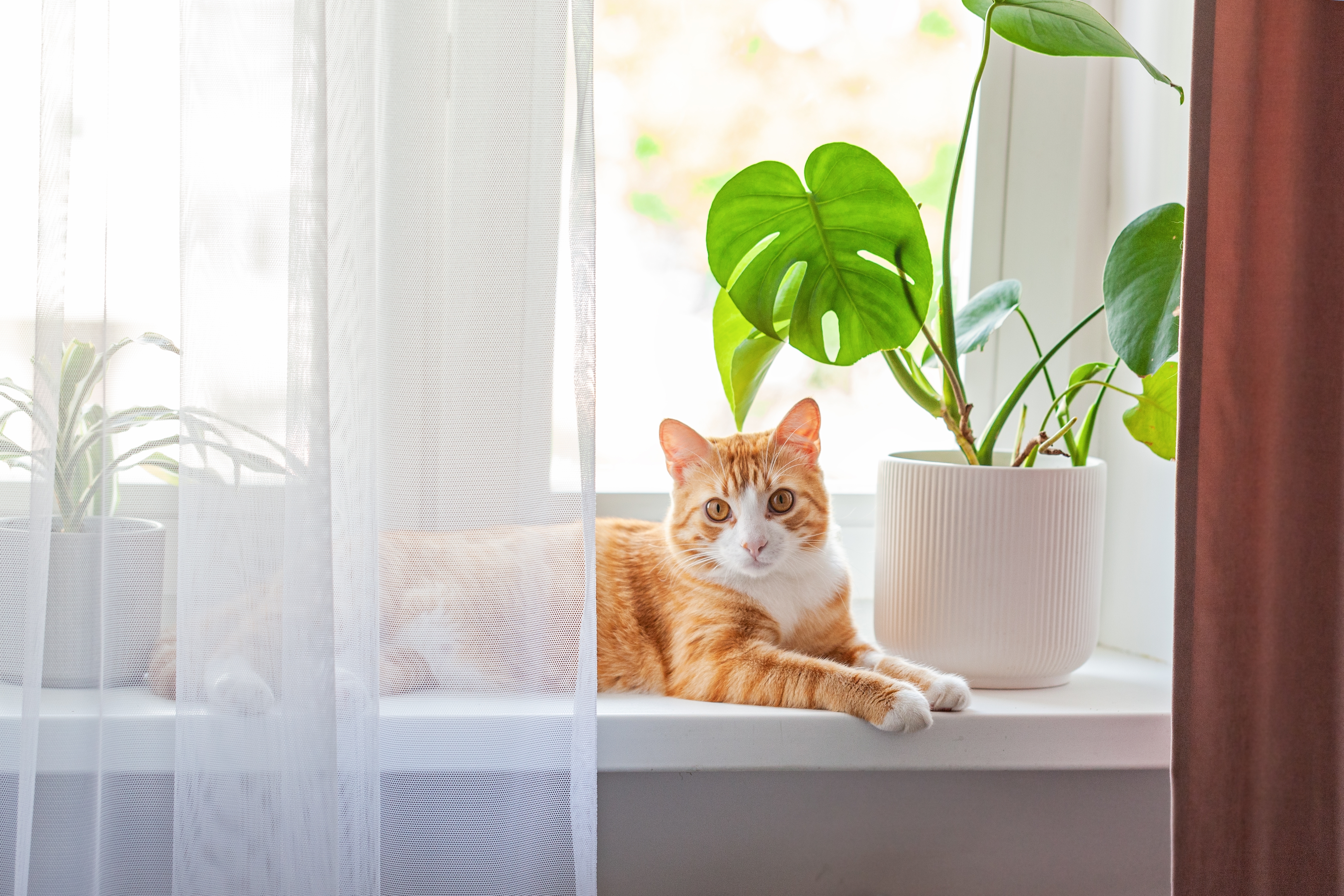 Kat op een binnenvensterbank &ndash; decoratieve en esthetische afwerking onder het raam in een moderne interieurstijl.